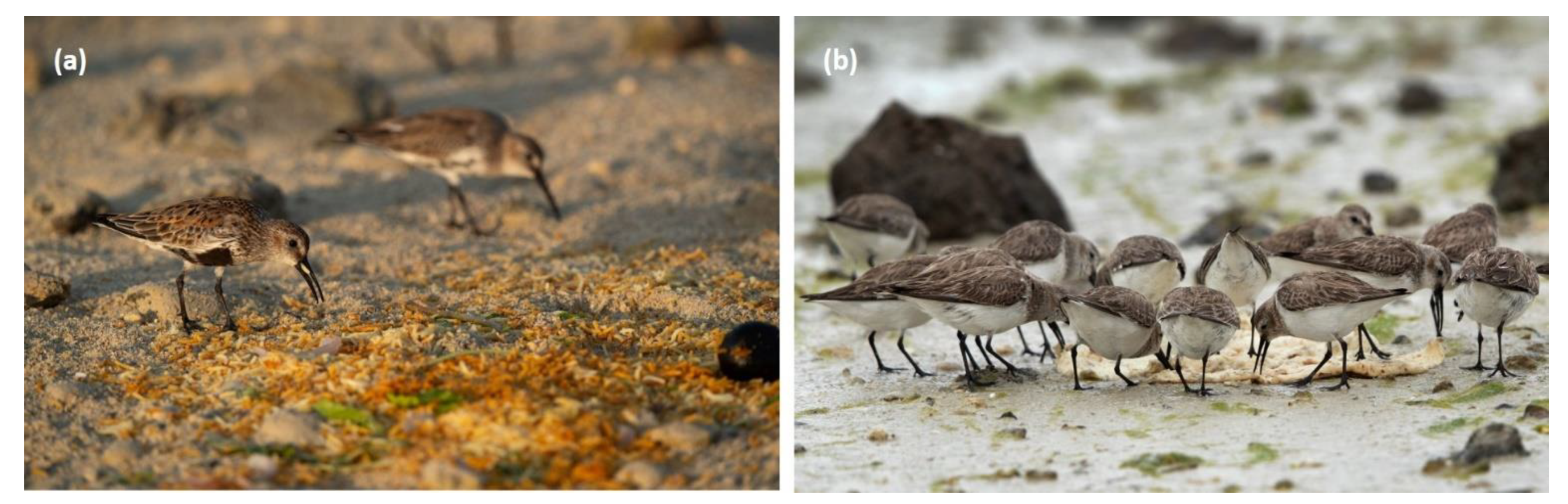 Diversity 15 00468 g006