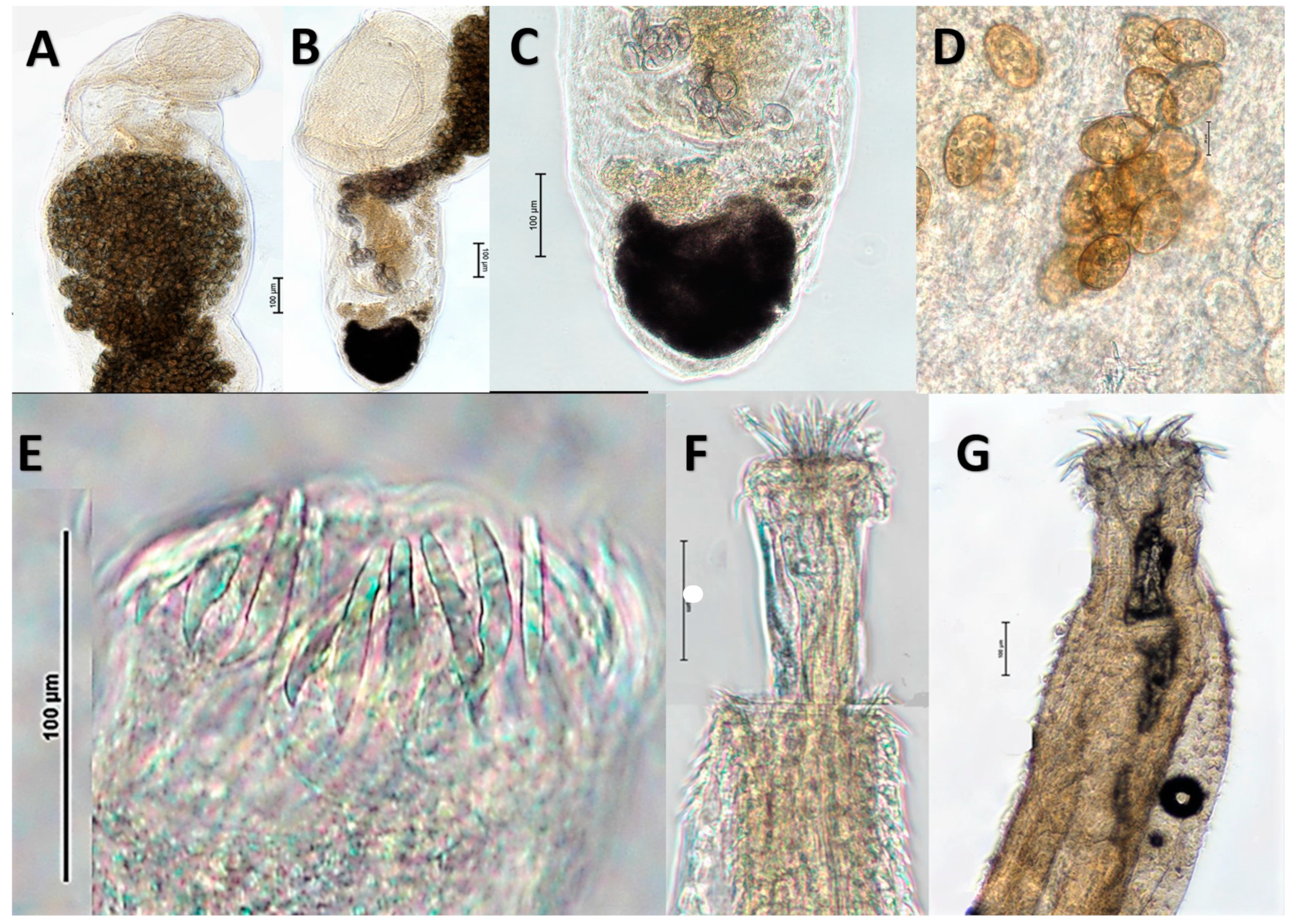 Diversity 15 00470 g002 Diversity 15 00470 g002