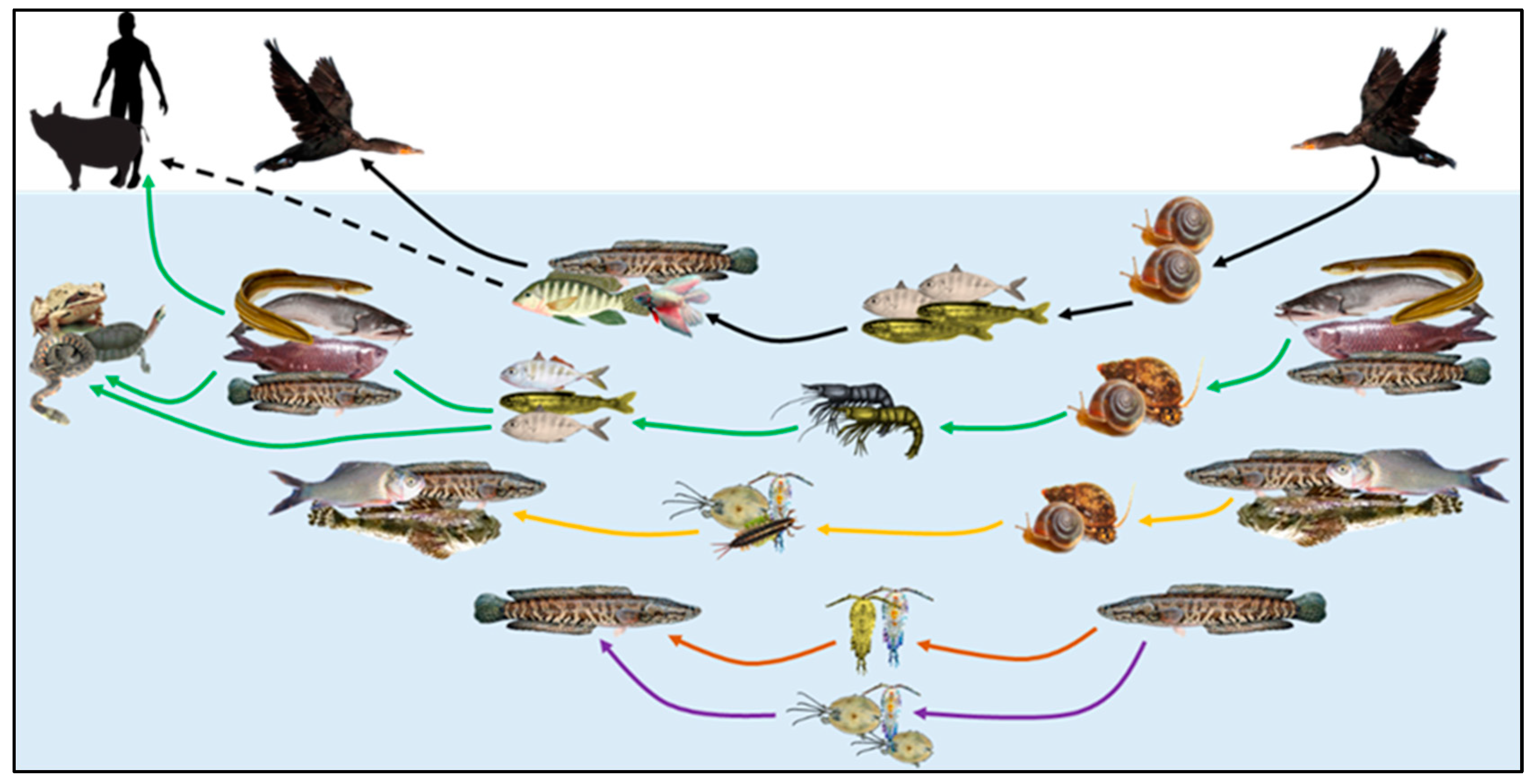 Diversity 15 00470 g004 Diversity 15 00470 g004