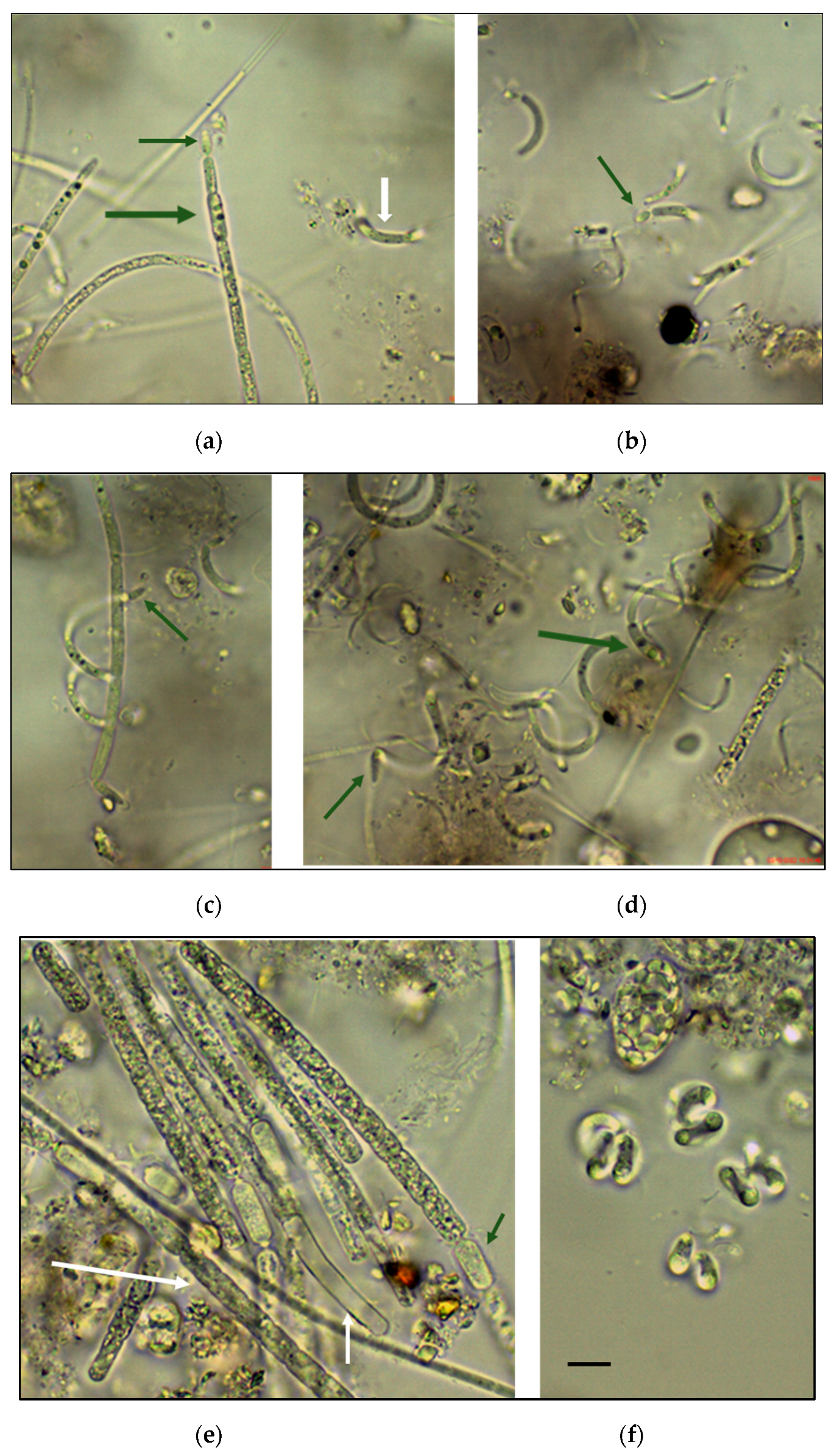 Diversity 15 00472 g005