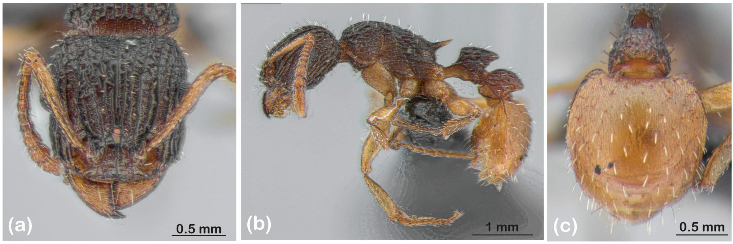 Diversity 15 00476 g001