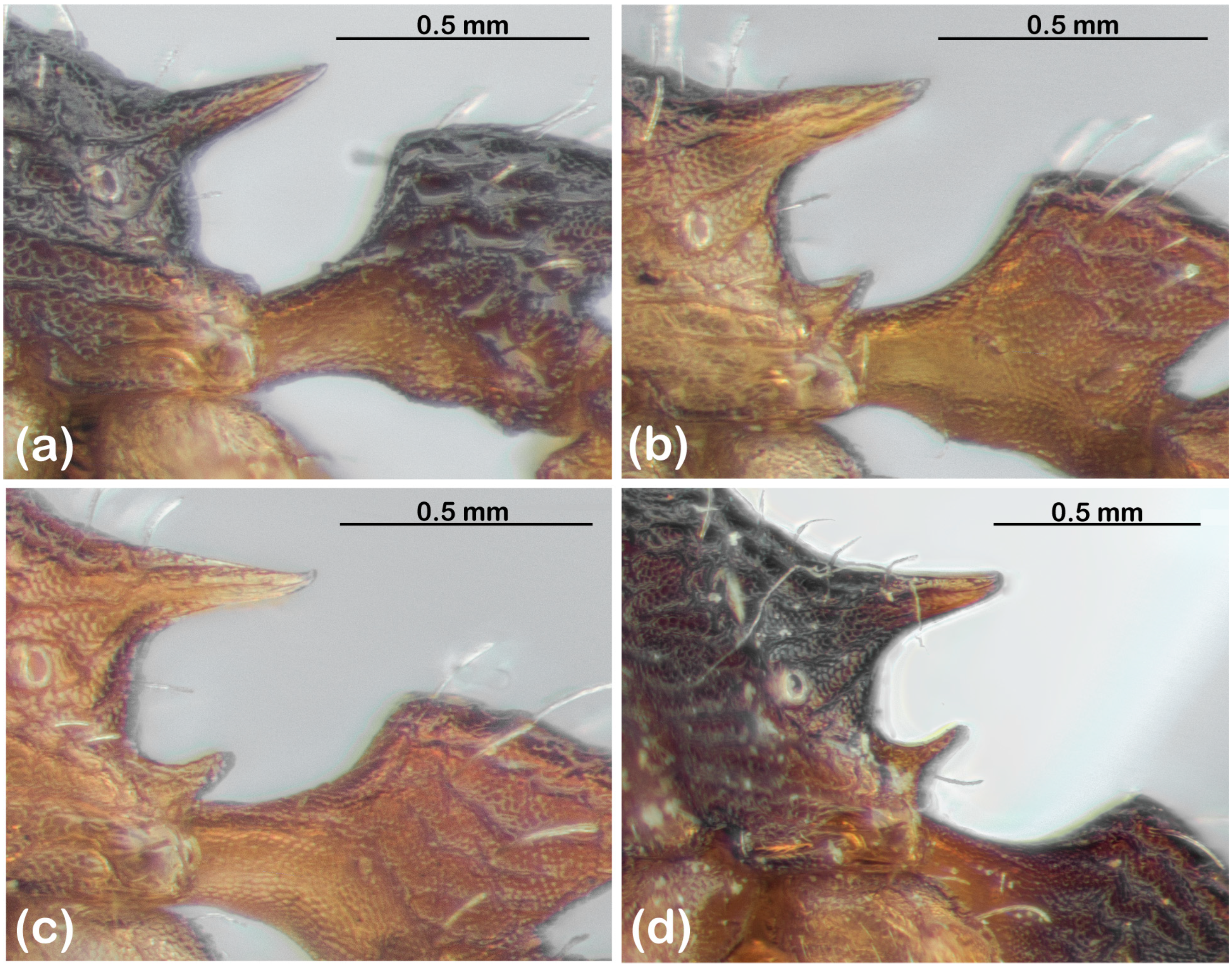 Diversity 15 00476 g002