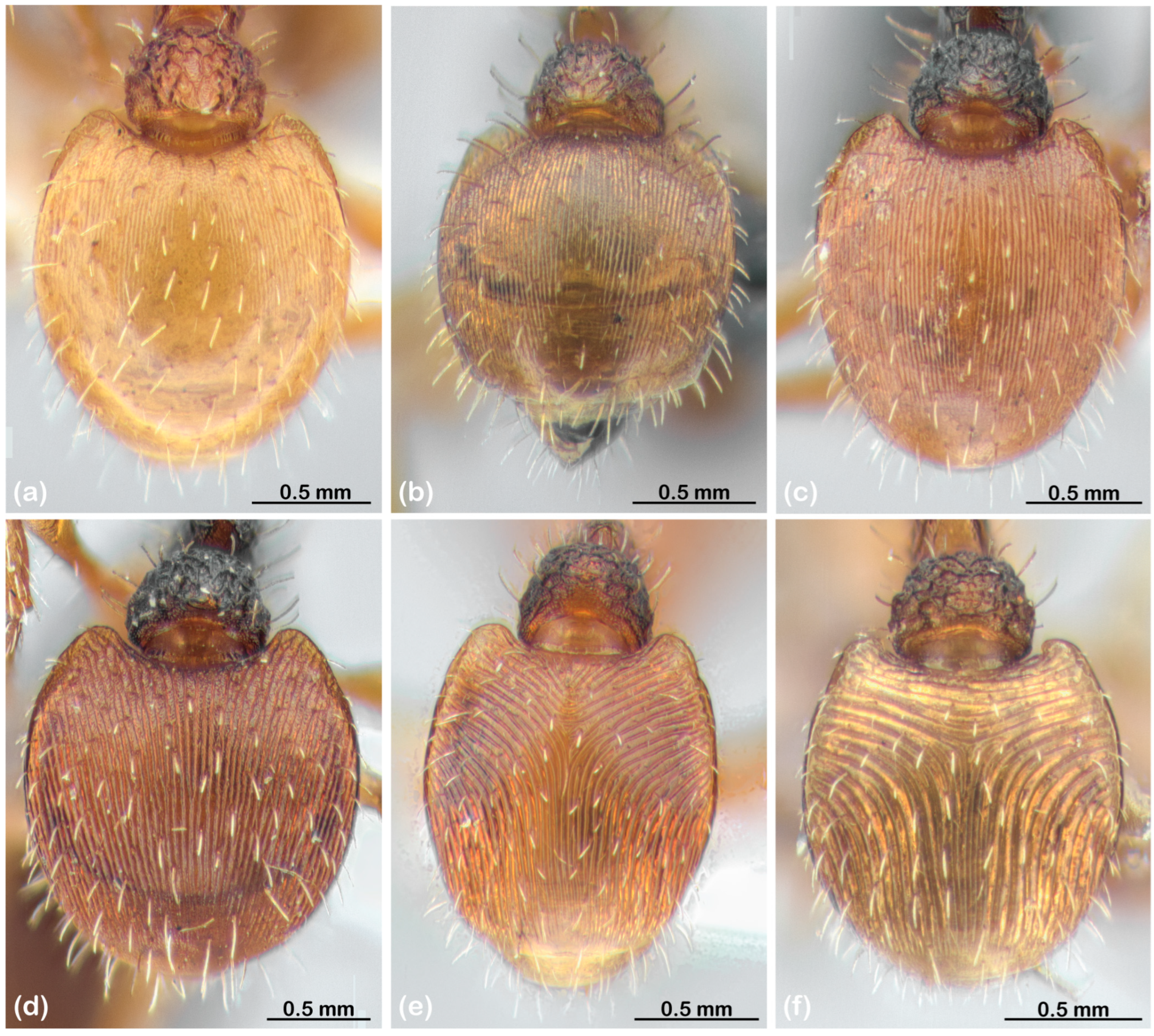 Diversity 15 00476 g003