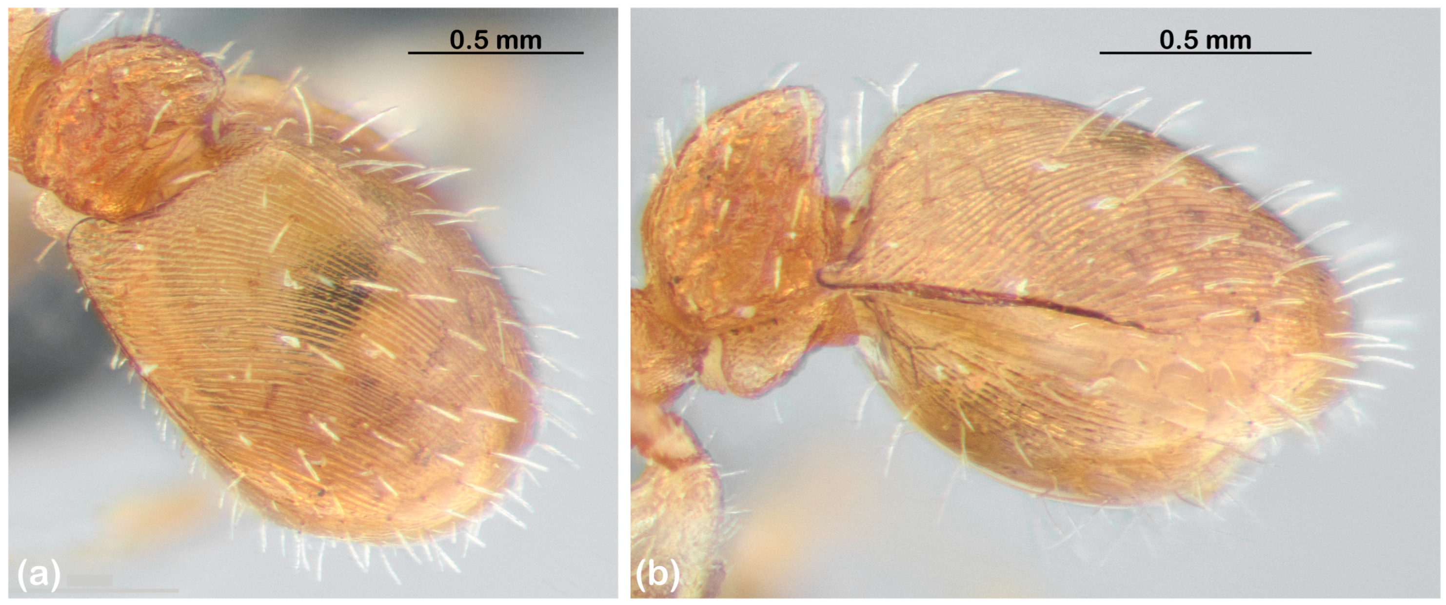 Diversity 15 00476 g004