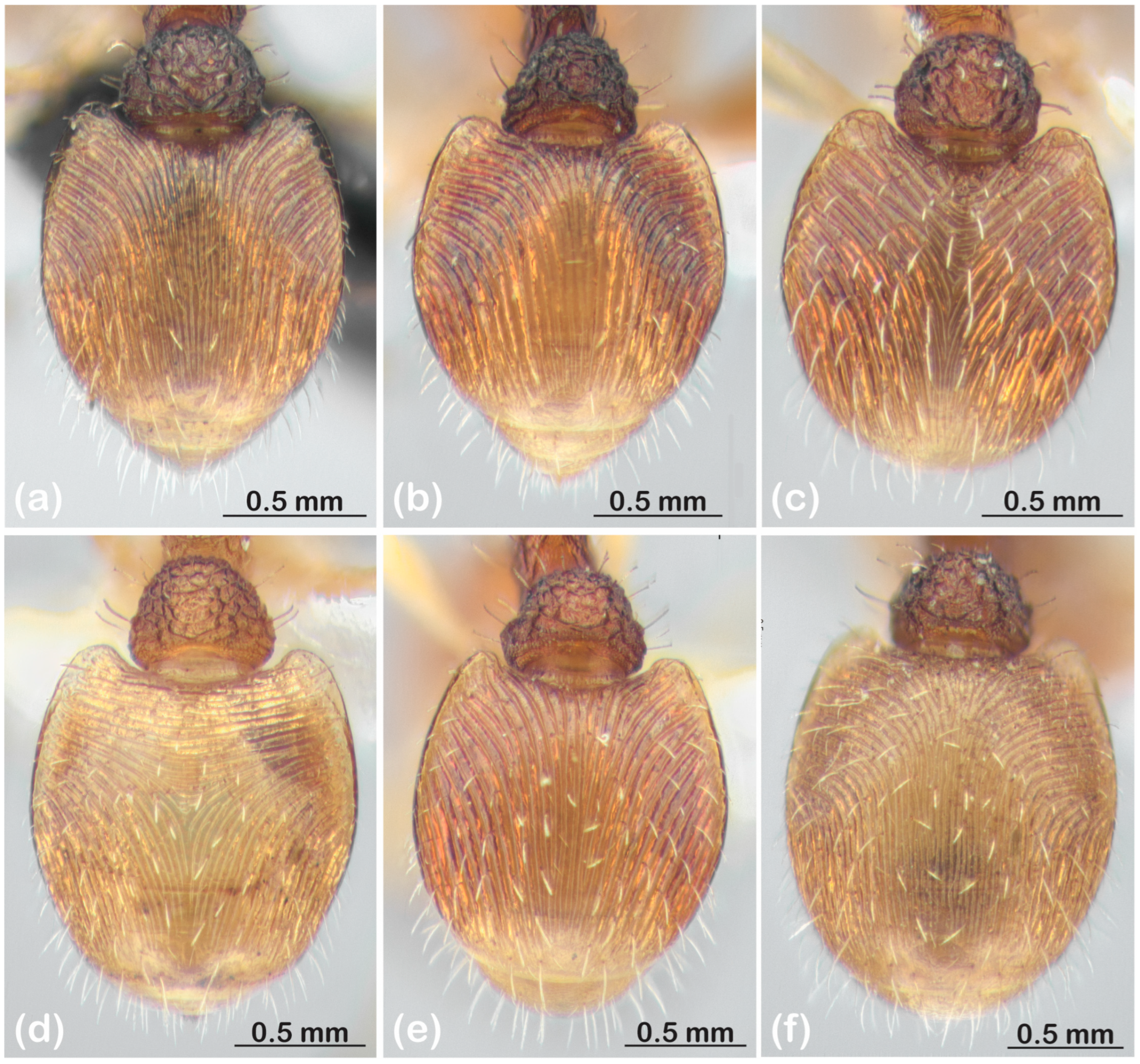 Diversity 15 00476 g008