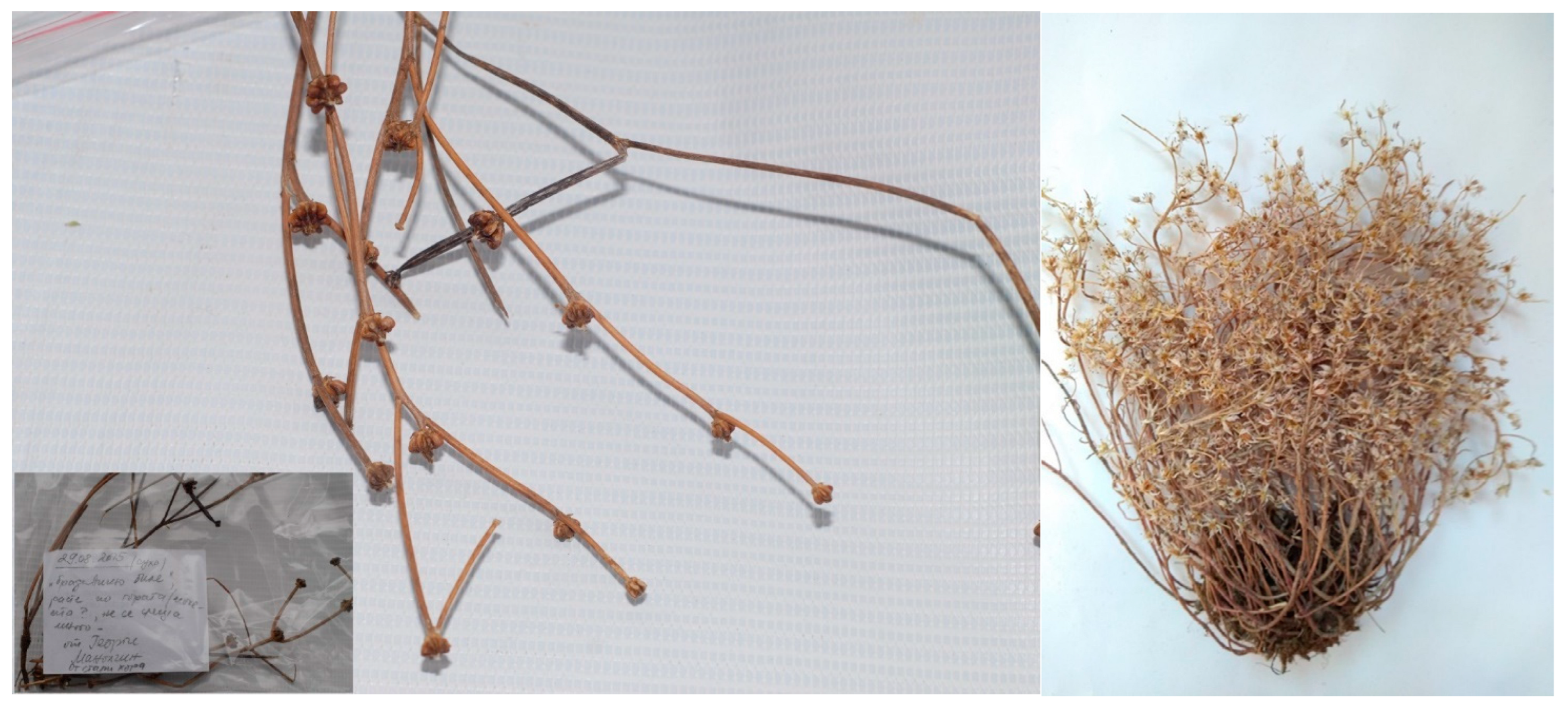 Diversity 15 00482 g011