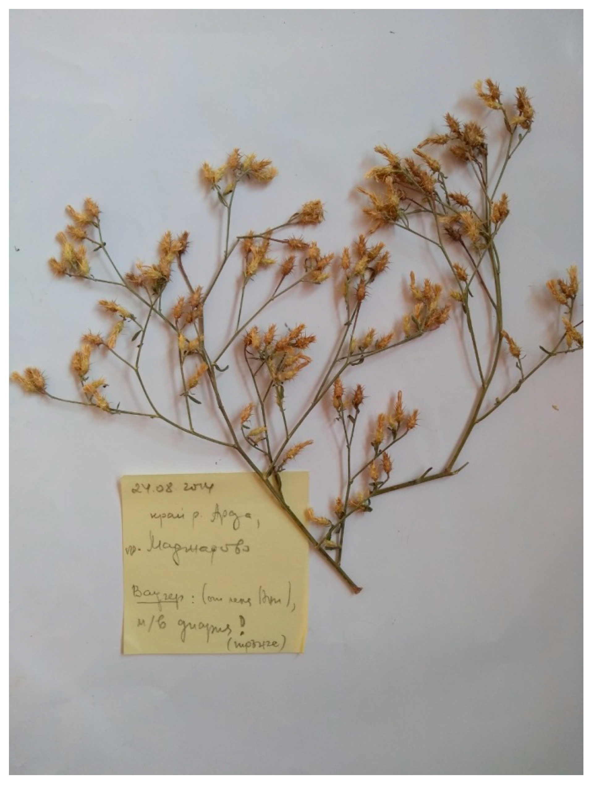 Diversity 15 00482 g012