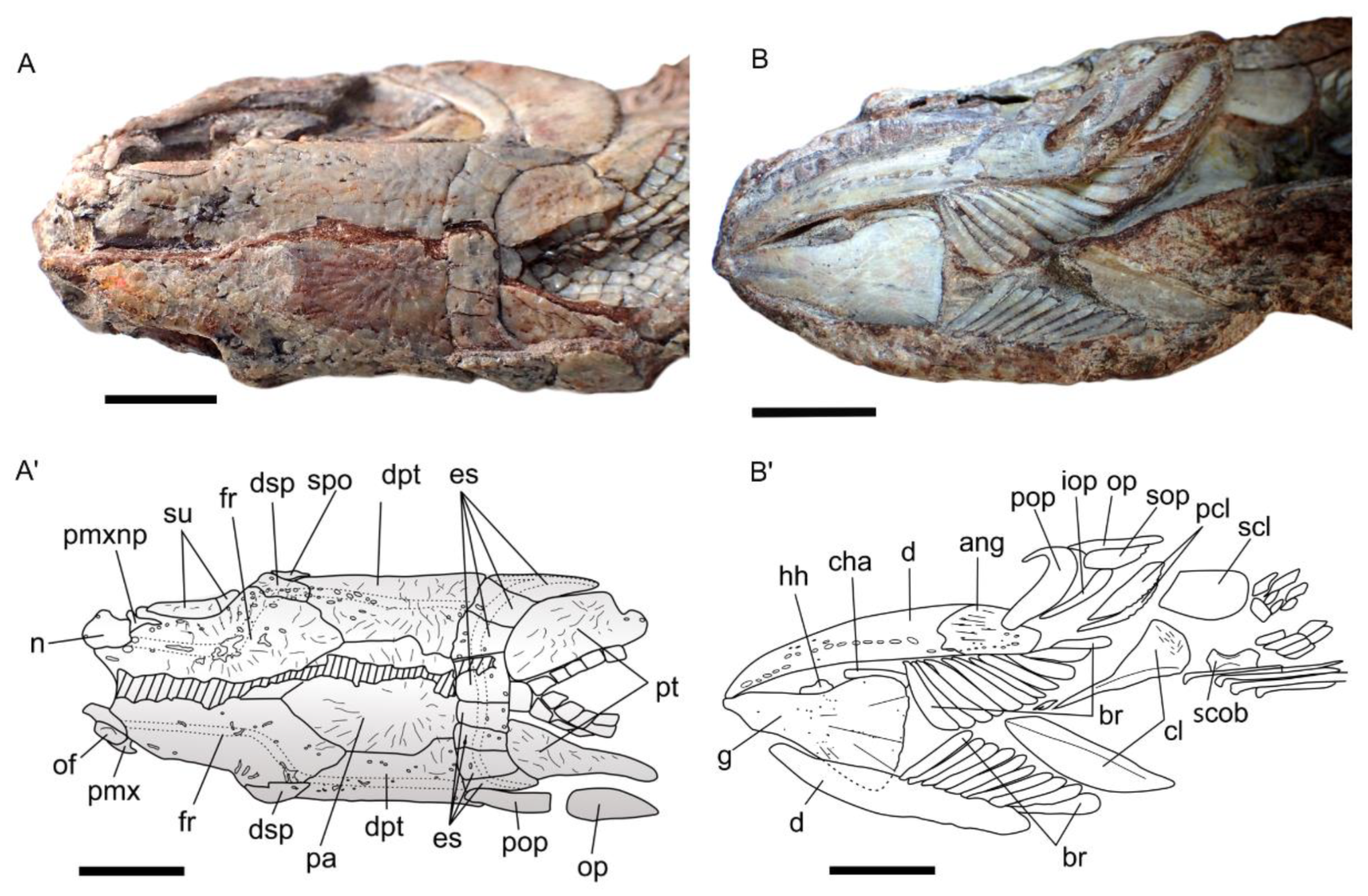 Diversity 15 00491 g003