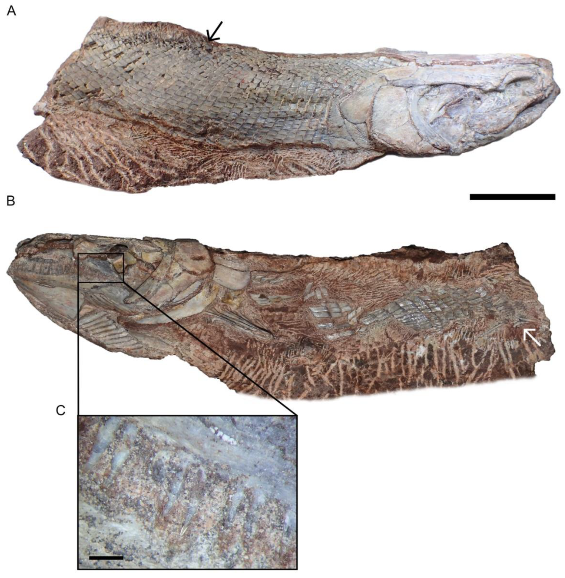 Diversity 15 00491 g005