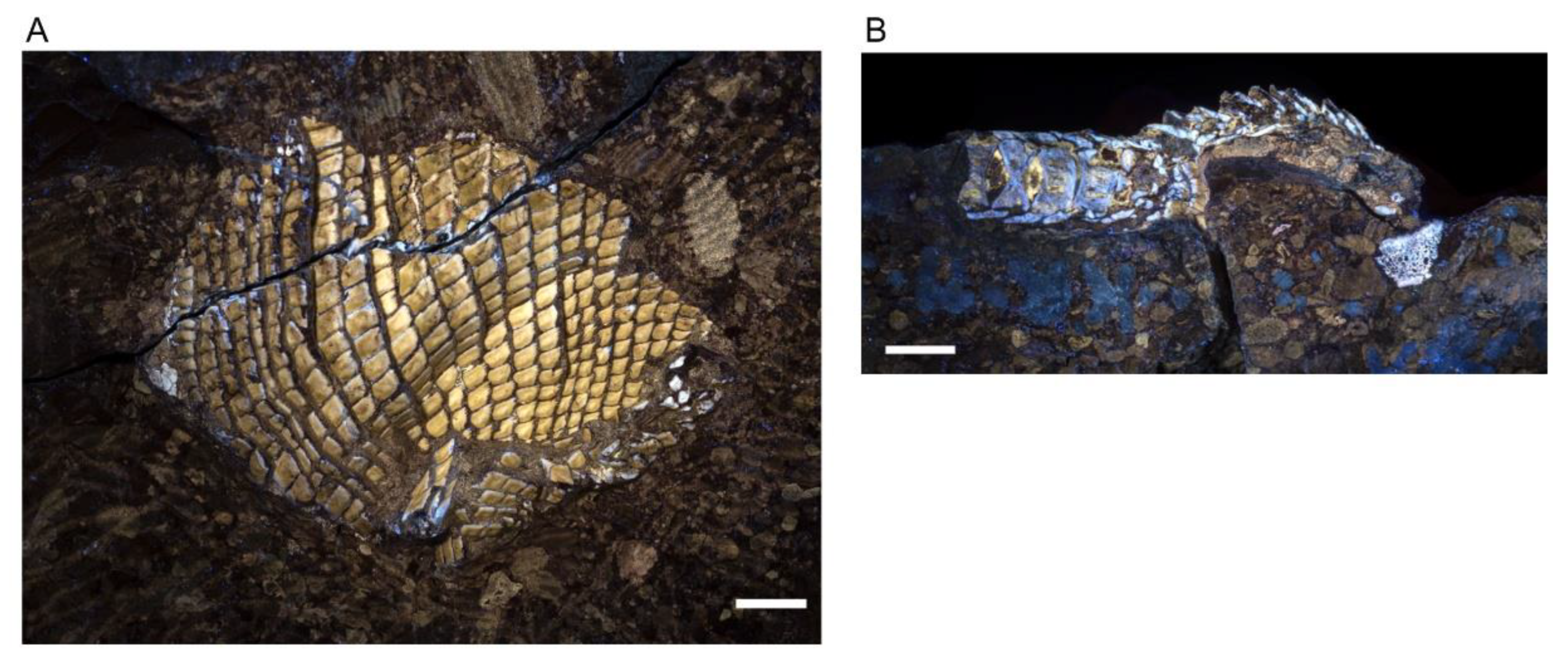 Diversity 15 00491 g007