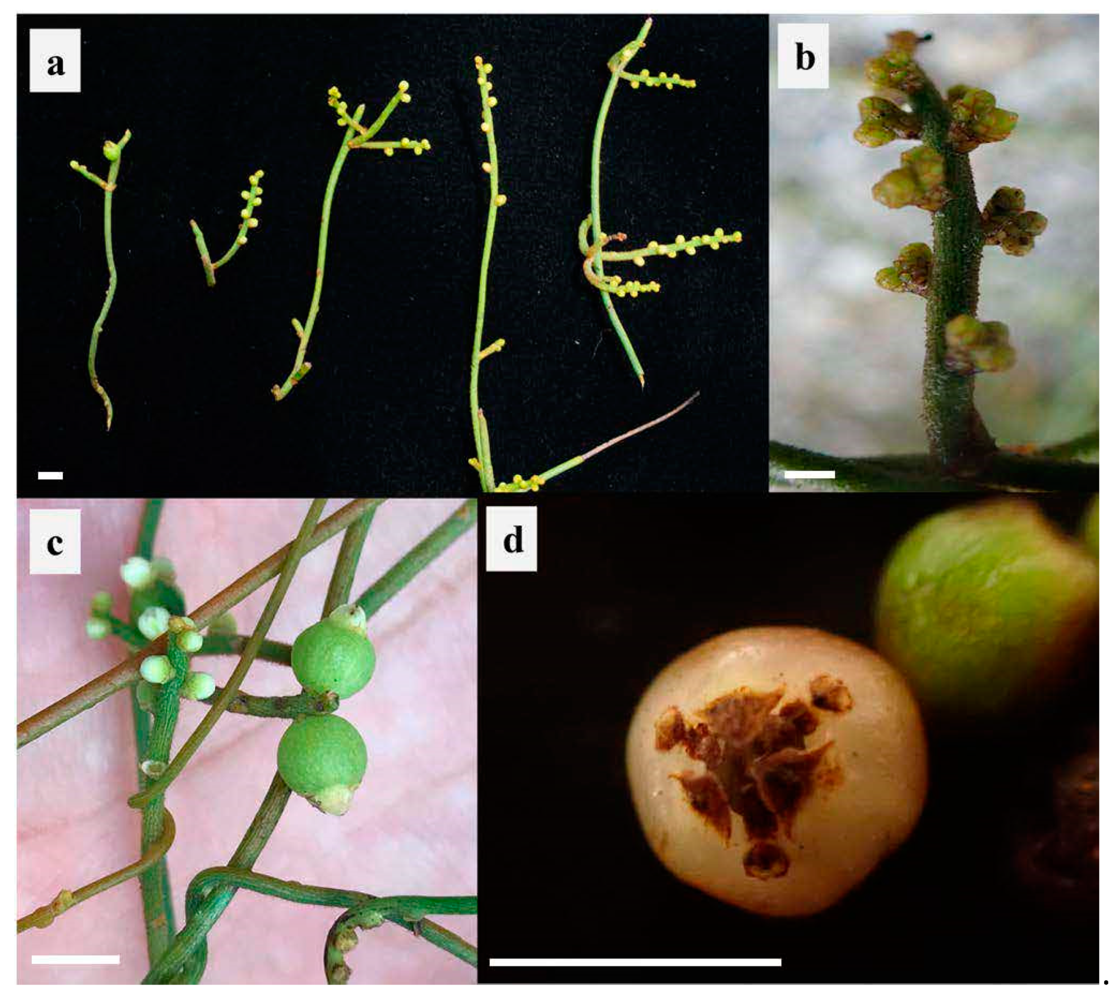 Diversity 15 00492 g001