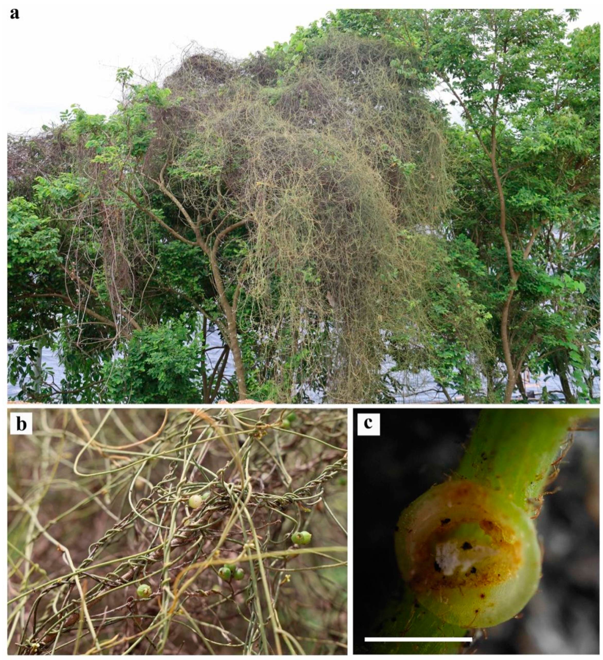 Diversity 15 00492 g002