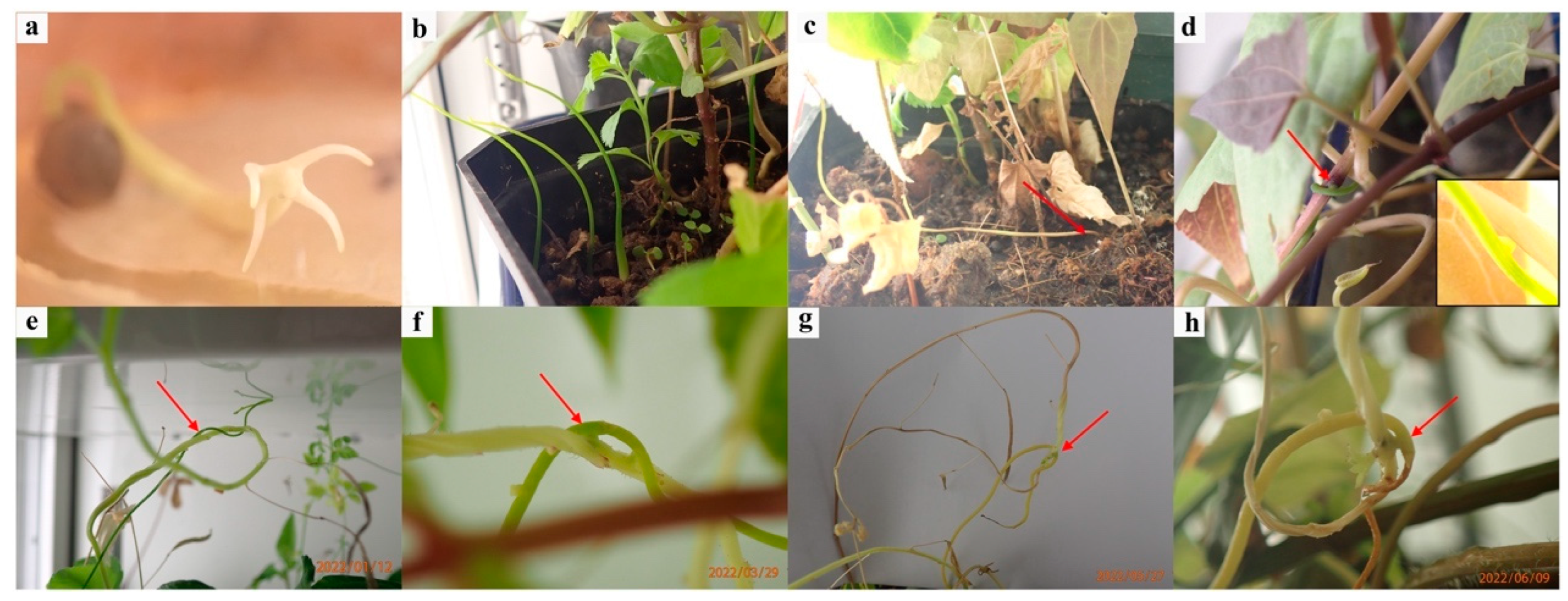 Diversity 15 00492 g003