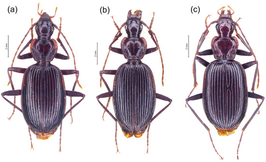 Diversity 15 00493 g015