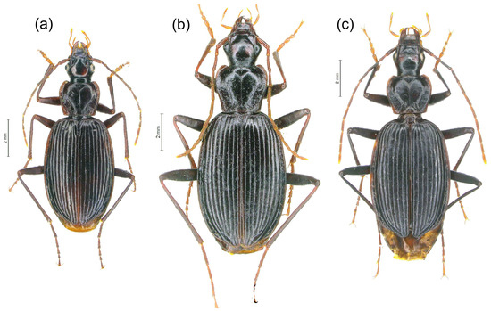 Diversity 15 00493 g016