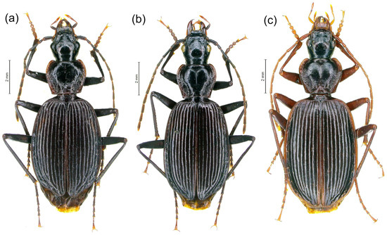 Diversity 15 00493 g017