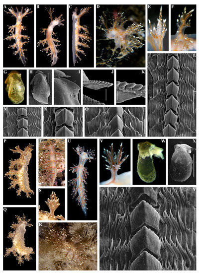 Diversity 15 00504 g001