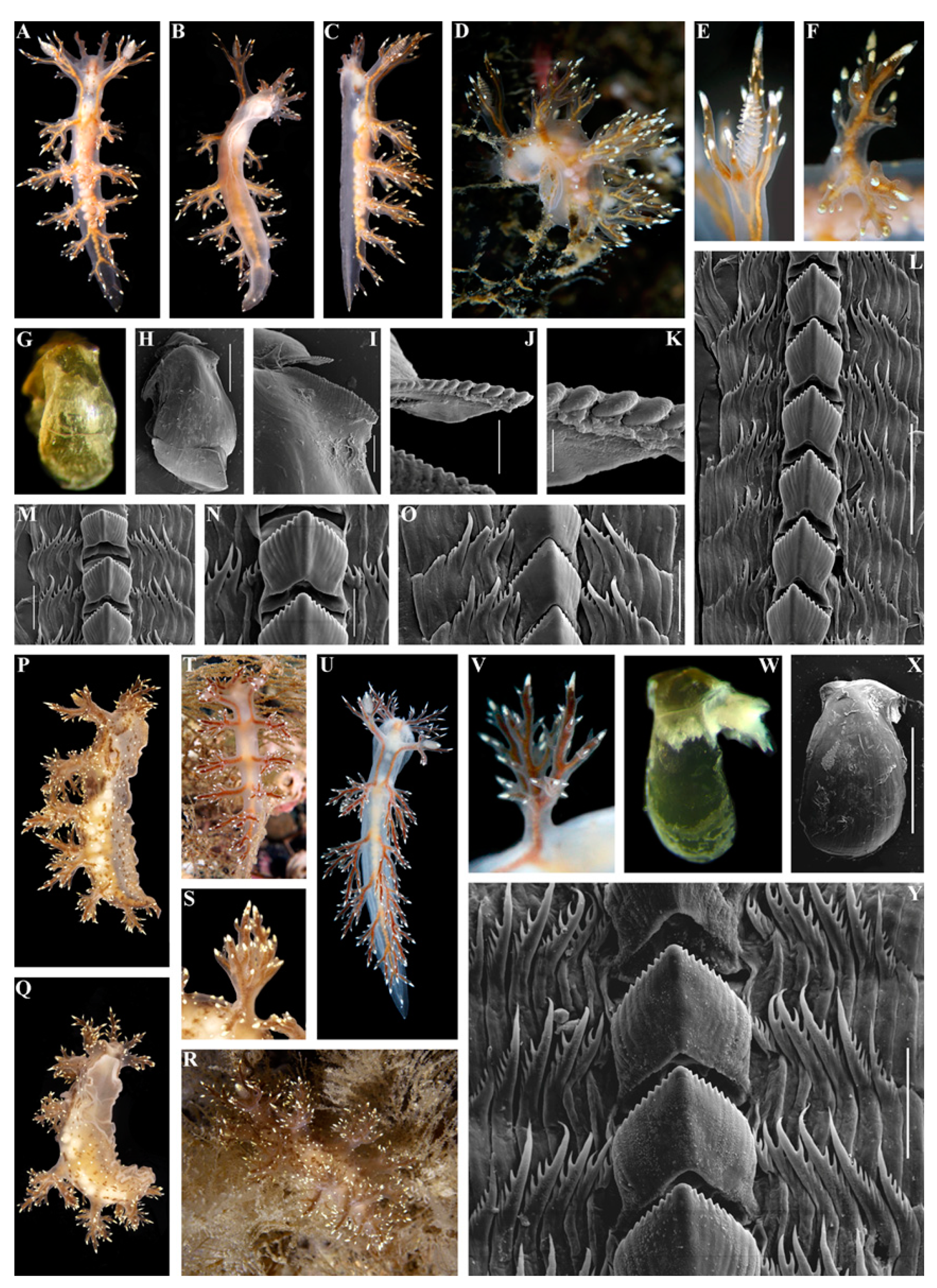 Diversity 15 00504 g001