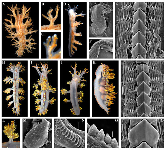 Diversity 15 00504 g003