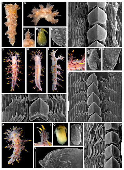 Diversity 15 00504 g004