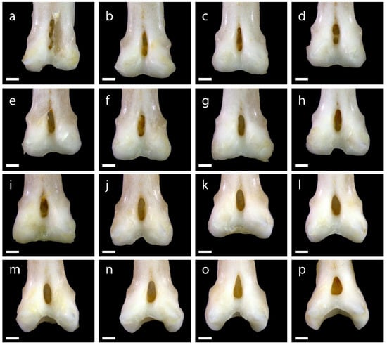Diversity 15 00517 g0a1
