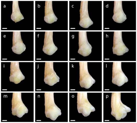 Diversity 15 00517 g0a11