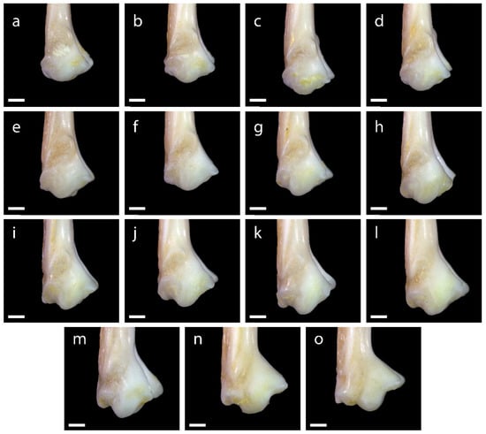 Diversity 15 00517 g0a12