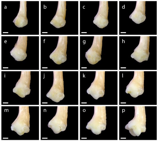 Diversity 15 00517 g0a16