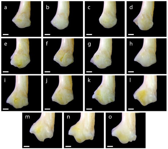 Diversity 15 00517 g0a19