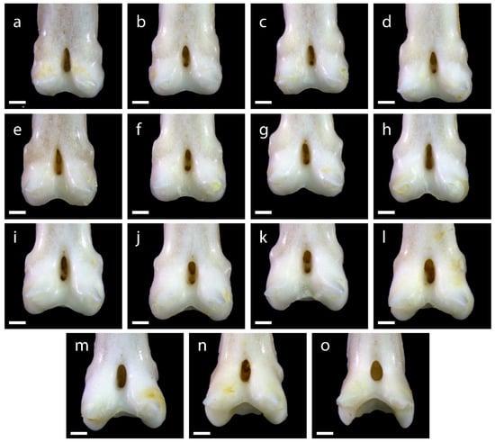 Diversity 15 00517 g0a2