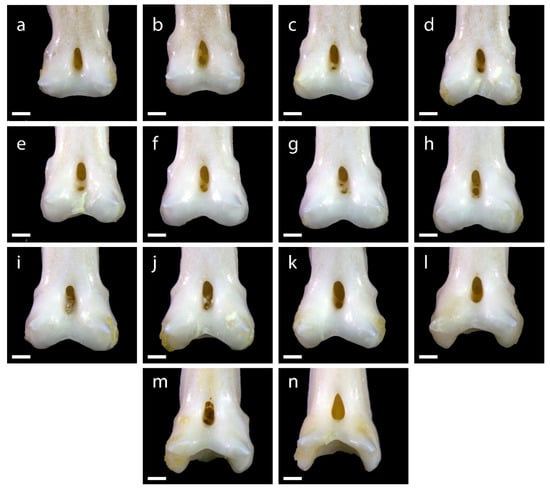 Diversity 15 00517 g0a3
