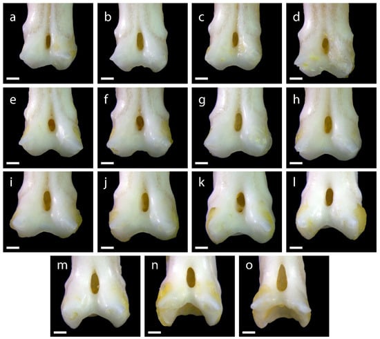 Diversity 15 00517 g0a4