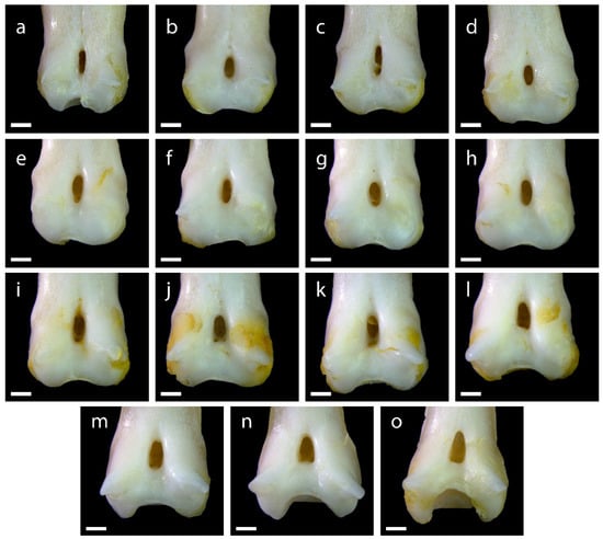 Diversity 15 00517 g0a5