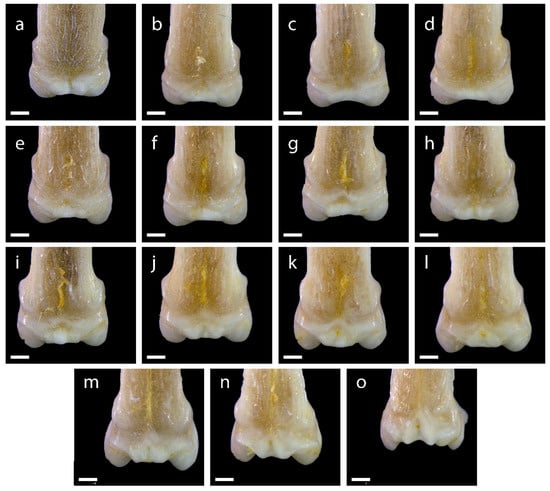 Diversity 15 00517 g0a7