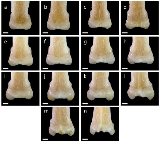 Diversity 15 00517 g0a8