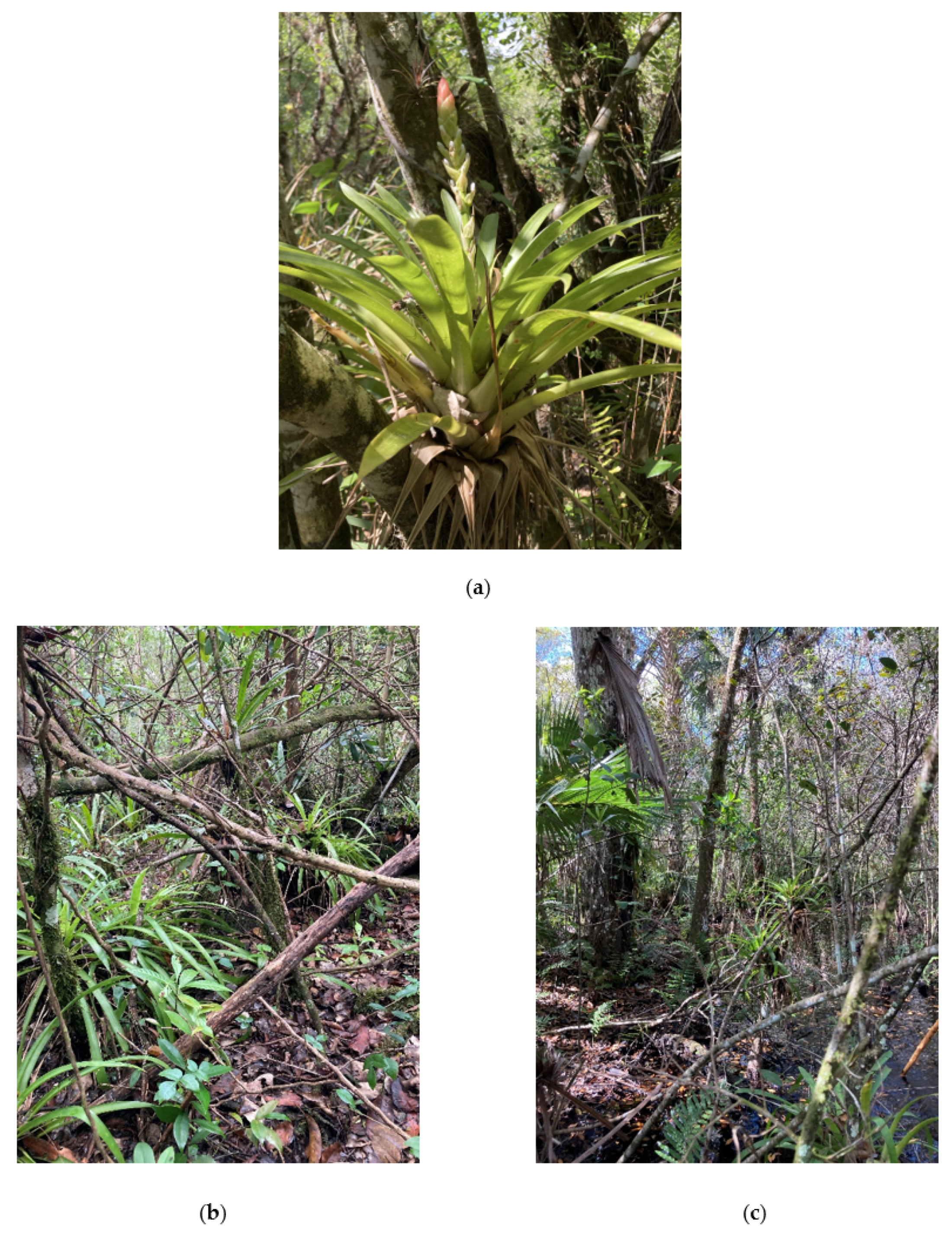 Diversity 15 00525 g001