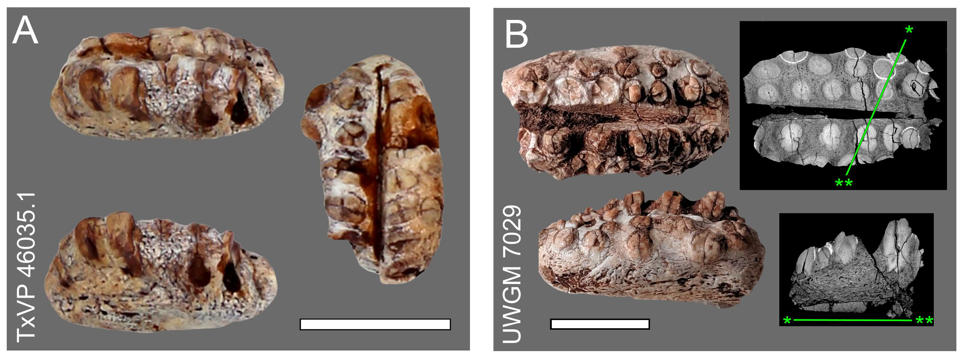 Diversity 15 00544 g004