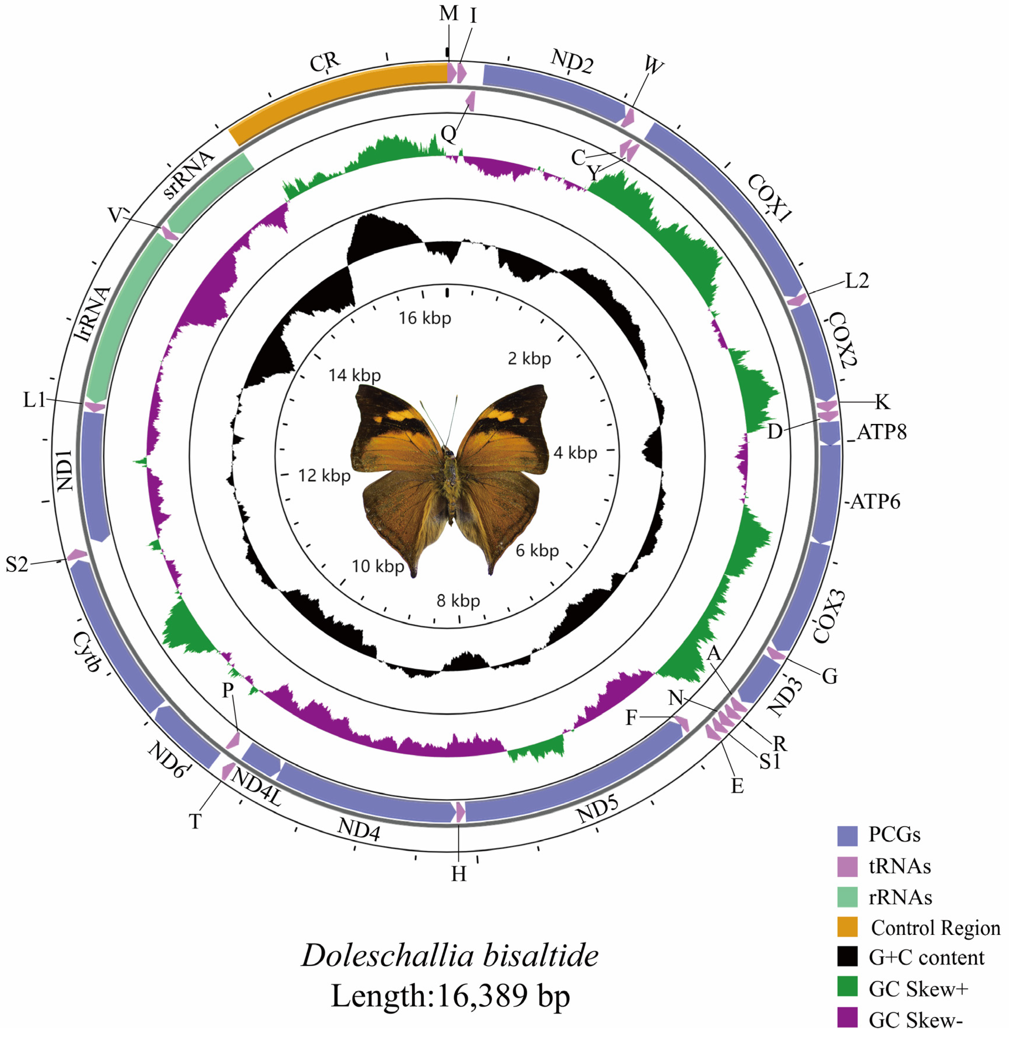 Diversity 15 00558 g001