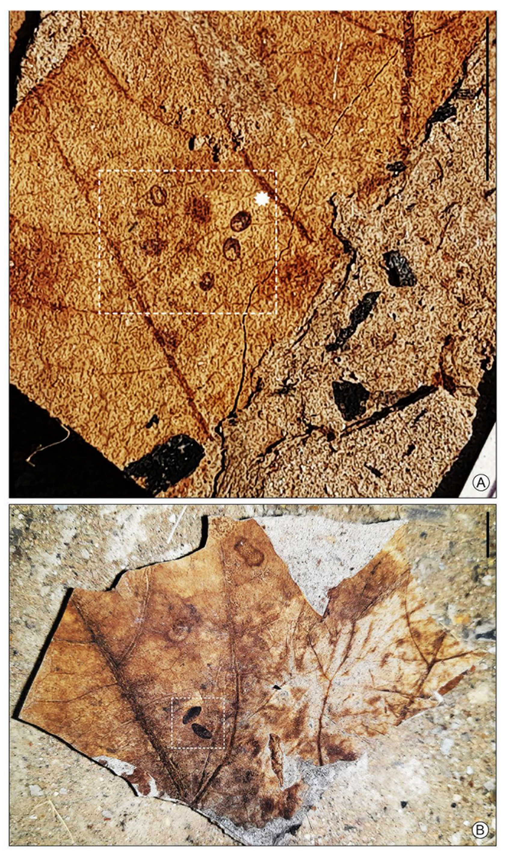 Diversity 15 00564 g002 Diversity 15 00564 g002