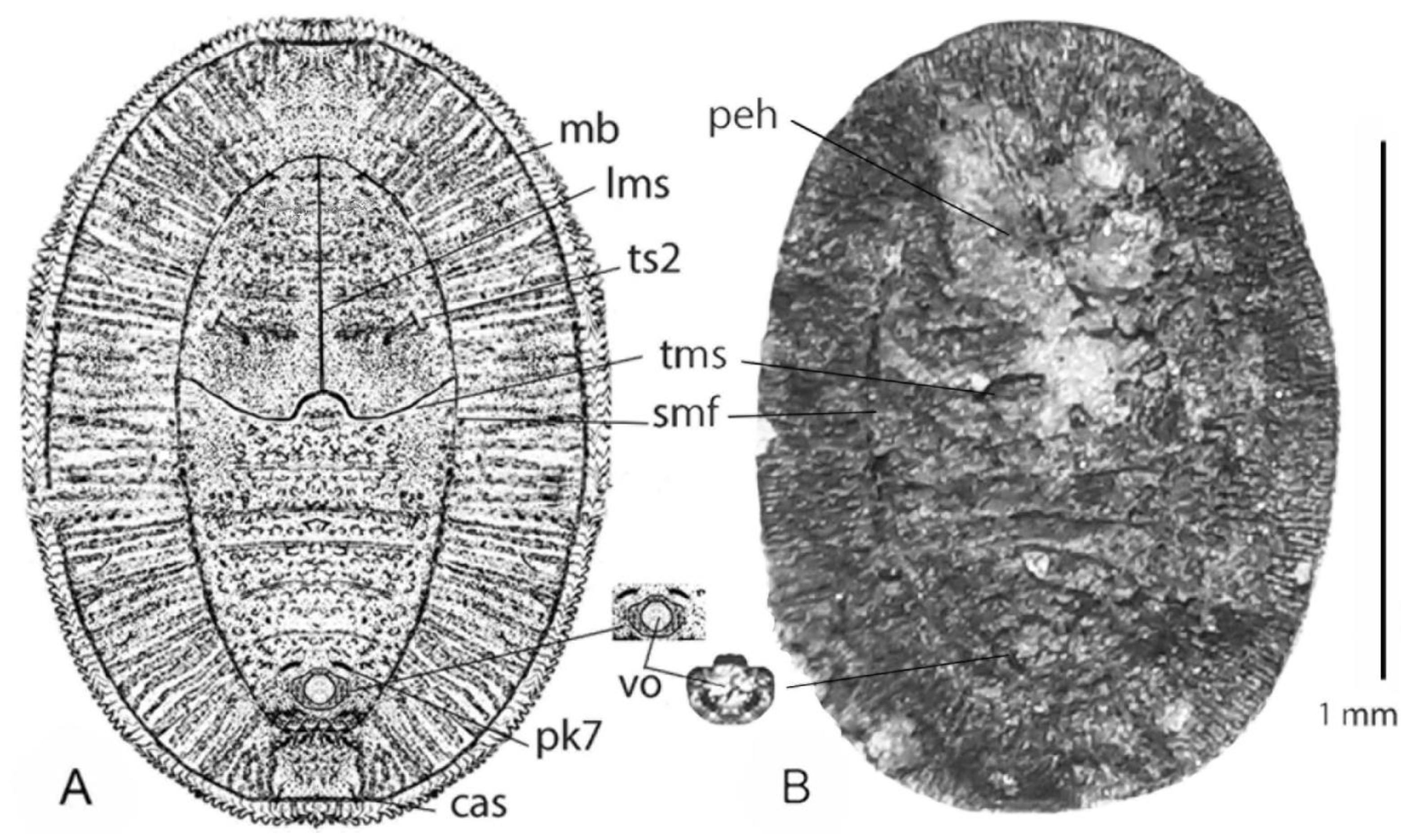 Diversity 15 00564 g004 Diversity 15 00564 g004
