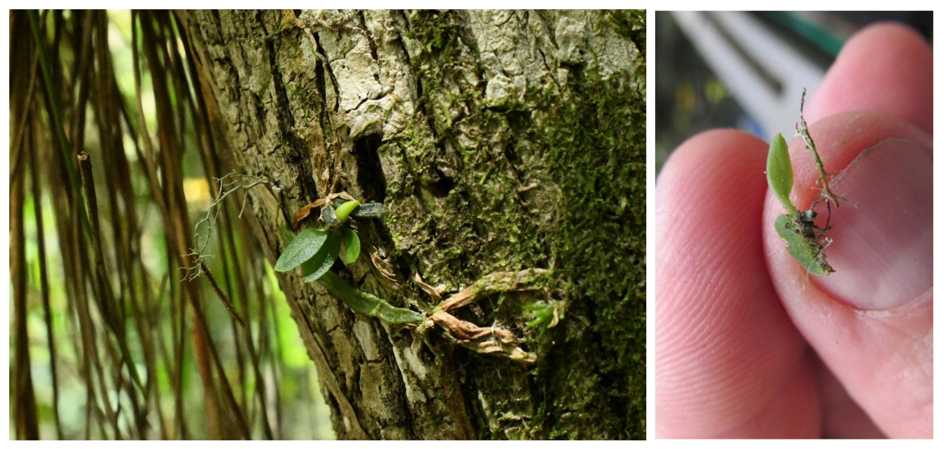 Diversity 15 00576 g002