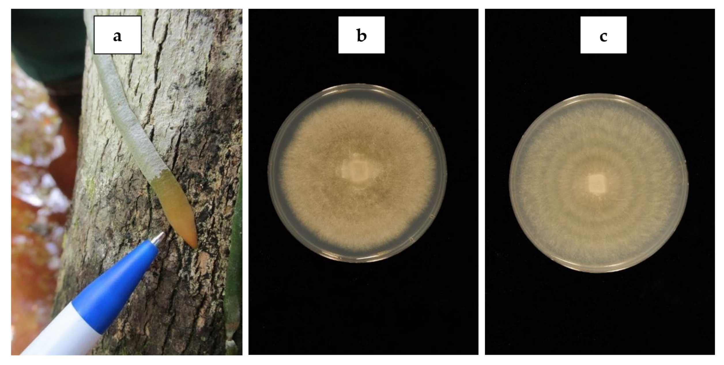 Diversity 15 00576 g006