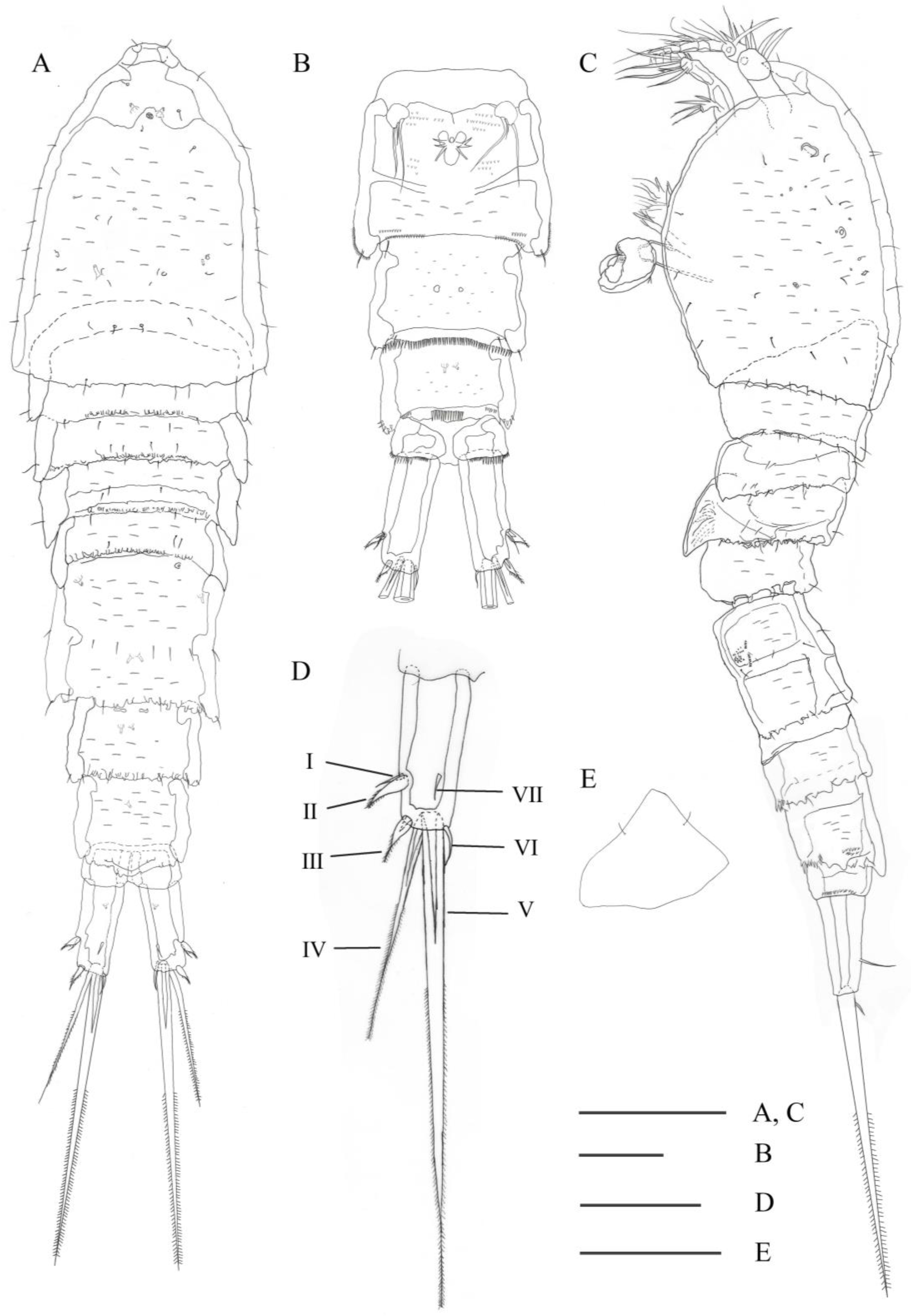 Diversity 15 00577 g001