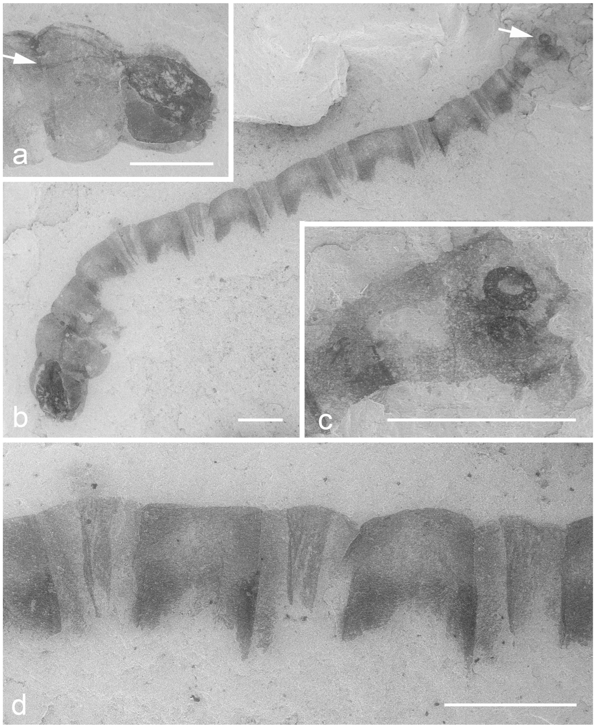 Diversity 15 00582 g001