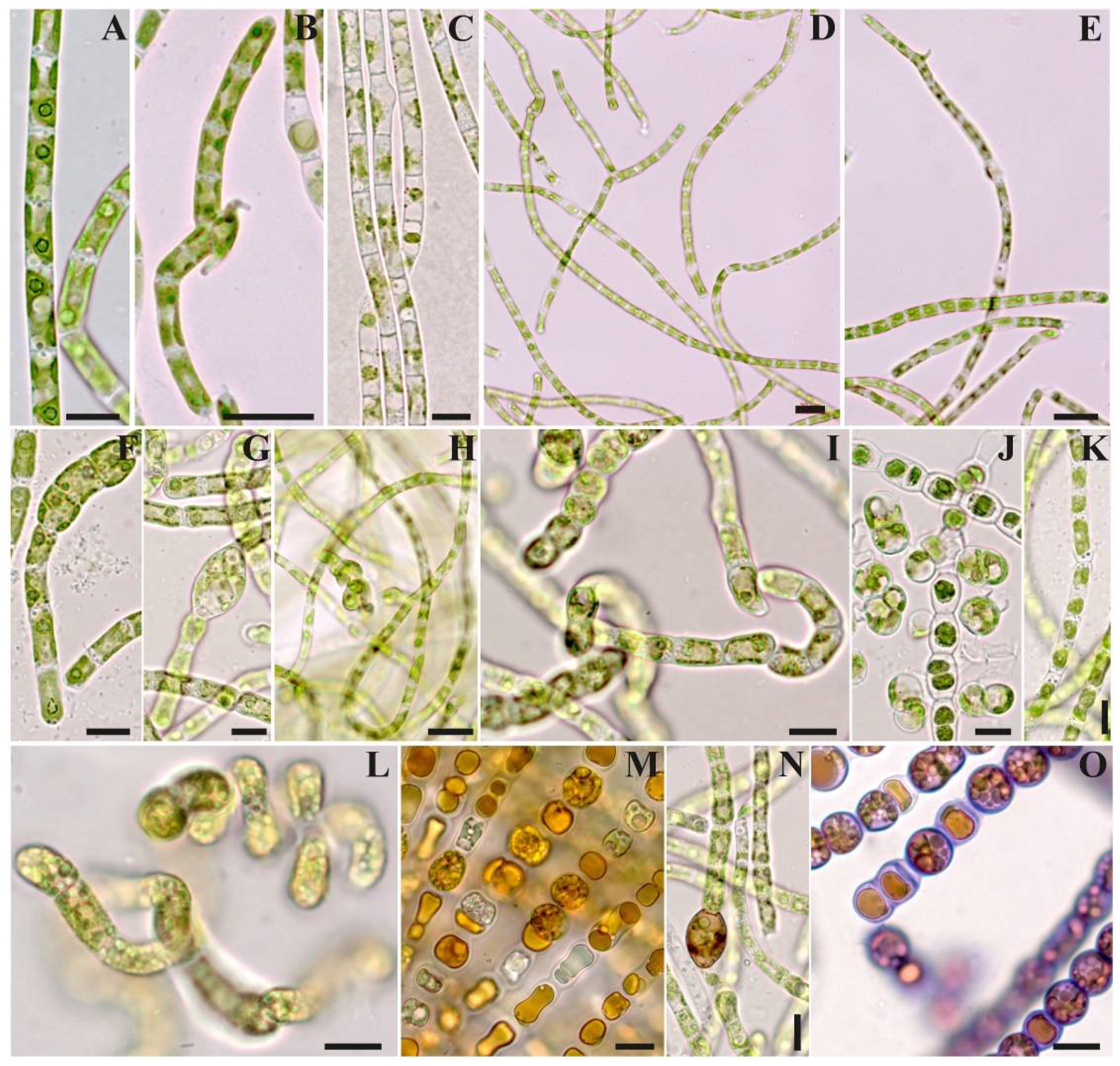 Diversity 15 00583 g004 Diversity 15 00583 g004