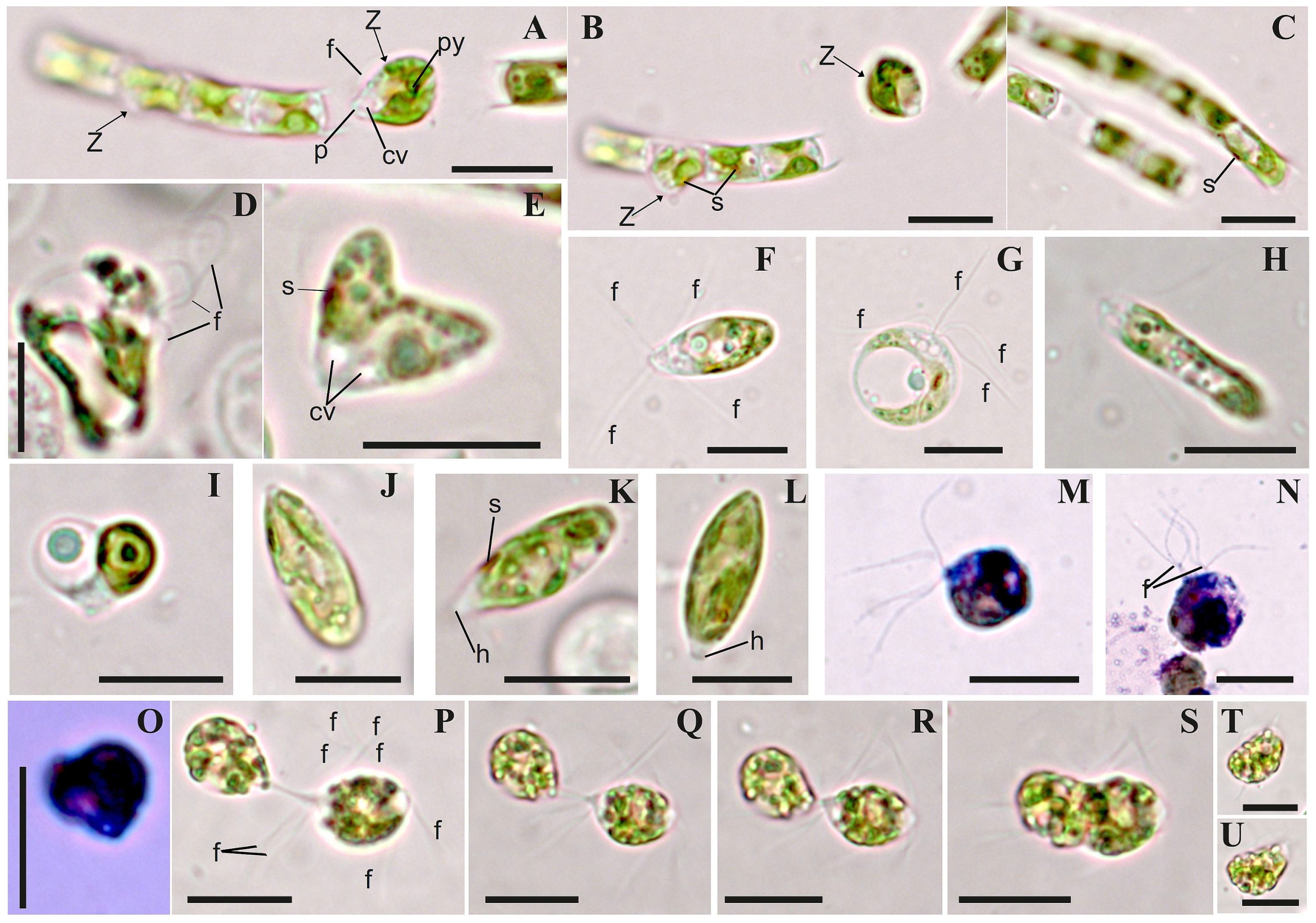 Diversity 15 00583 g007 Diversity 15 00583 g007