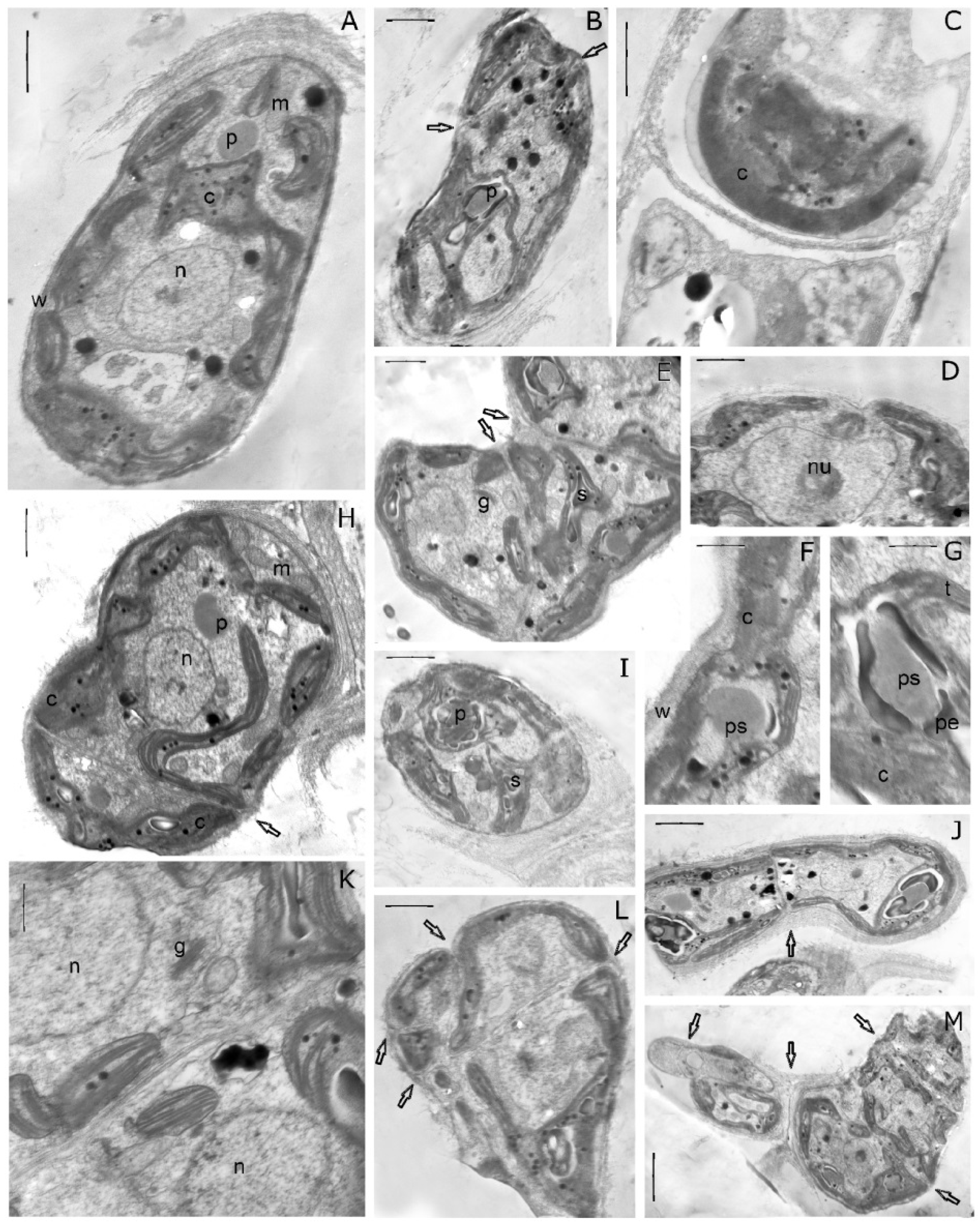 Diversity 15 00583 g008 Diversity 15 00583 g008