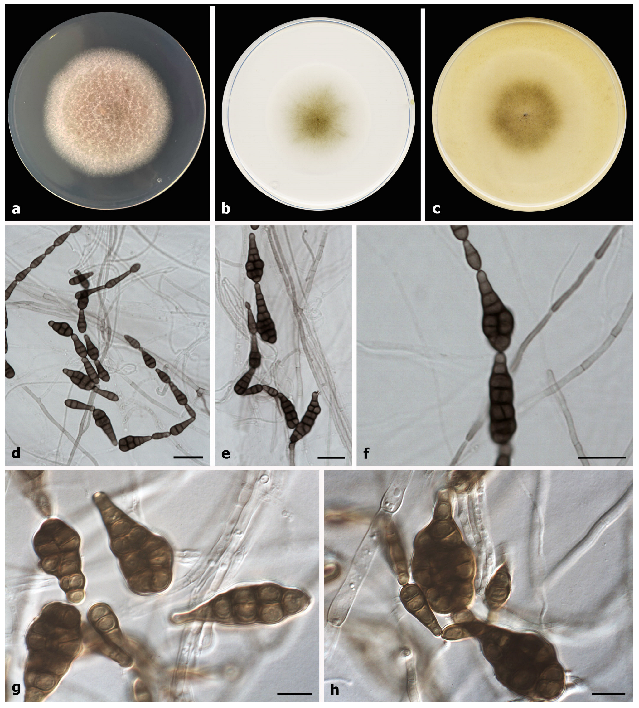 Diversity 15 00606 g002