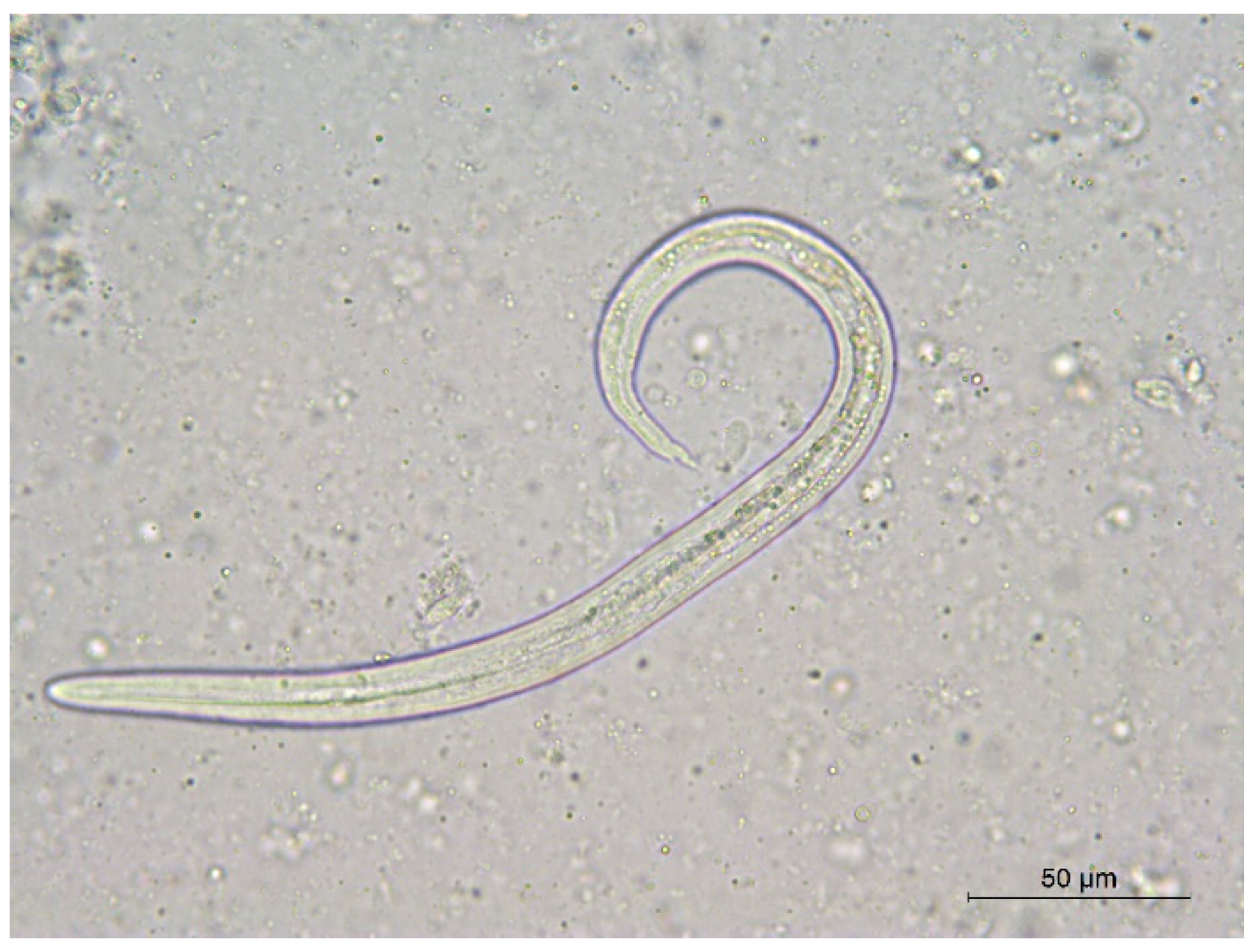 Diversity 15 00611 g001