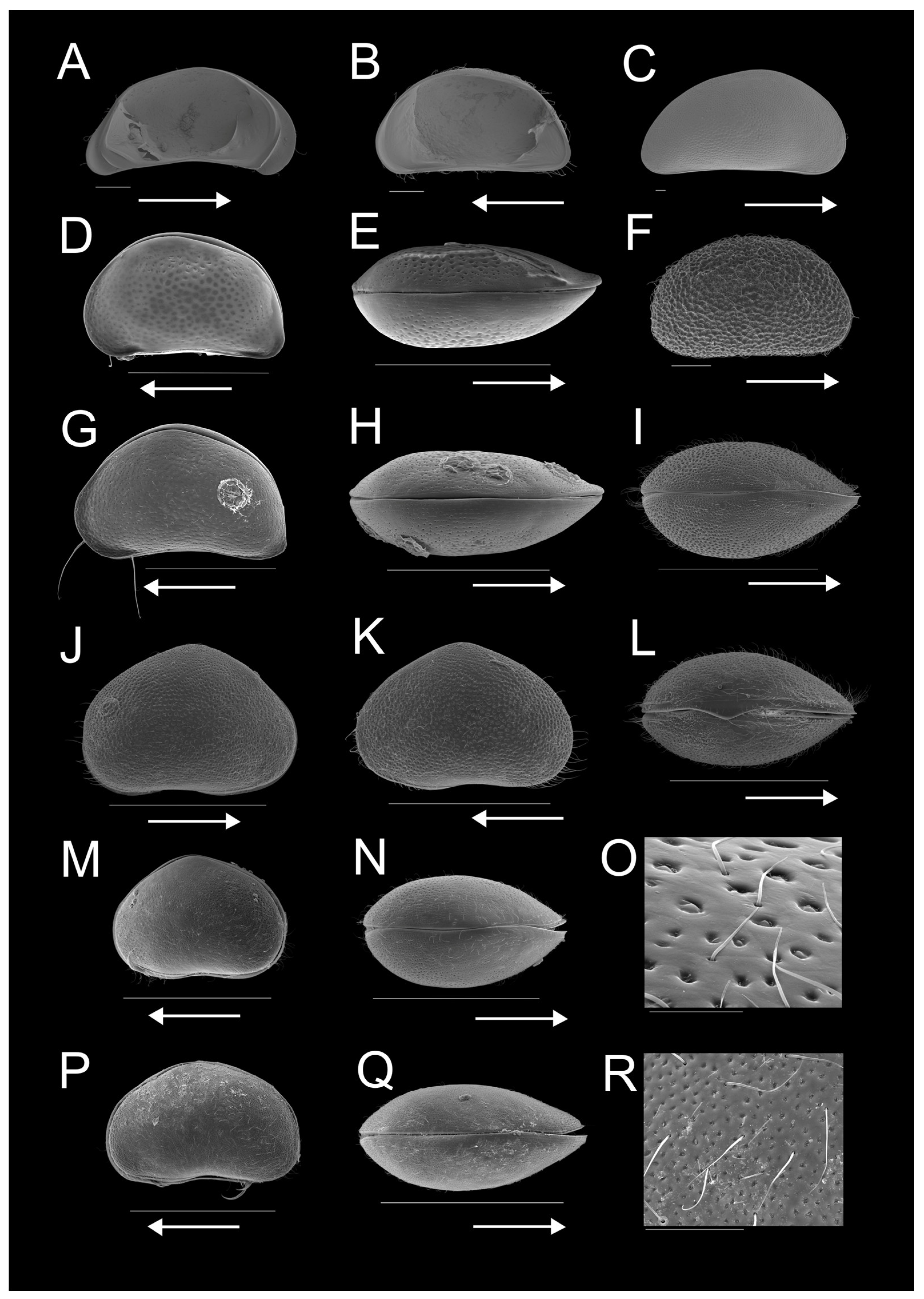 Diversity 15 00614 g003